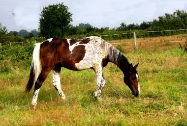 Vision en 2010, yearling