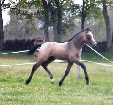 Cachou Diam par Eyarth Troy