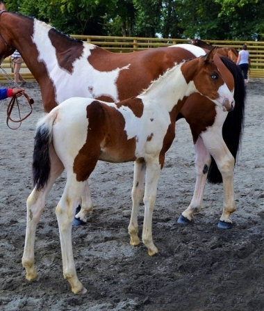 <b>James Bond foal, 2019</b>            