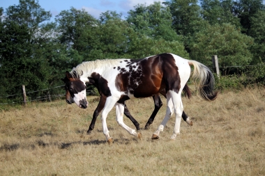 <b>Hélios, 2 ans, août 2019</b>                                                           