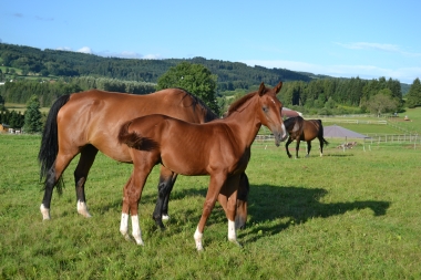 COMANTCHERO DES BLES AES