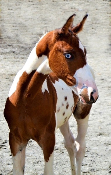 <b>James Bond foal, 2019</b>               