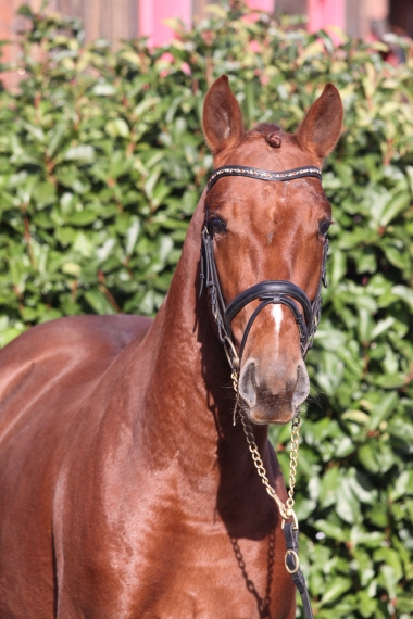 Bentley à 2 ans