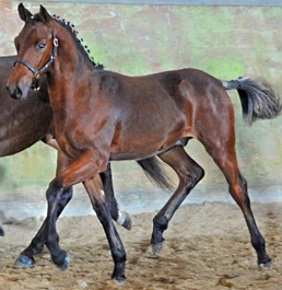 Thanos d'Avens Champion de France Saumur Dressage