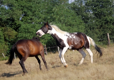 <b>Hélios, 2 ans, août 2019</b>                                                               