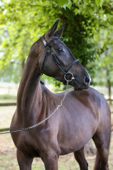 MALICE D'AGENAIS SF.