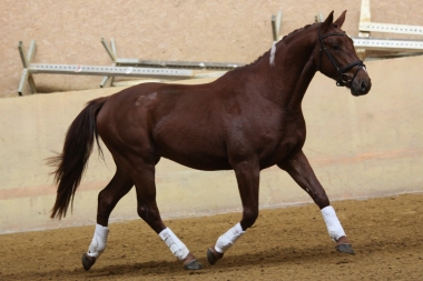 Bentley à 2 ans